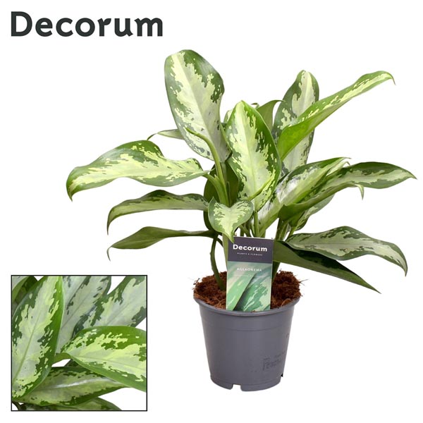 Aglaonema commutatum Jubilee Petite