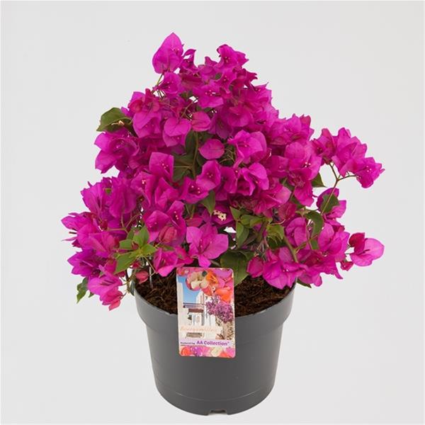 Bougainvillea hybrida Sanderiana lila