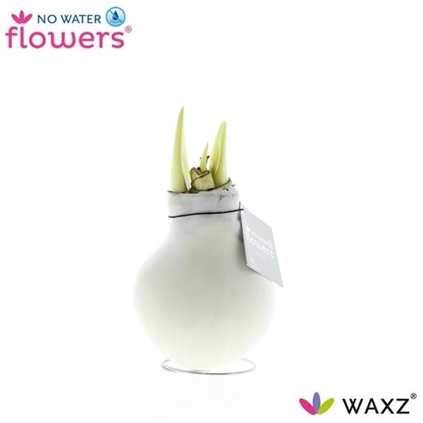 Amaryllis bella-donna Wax White W.B.