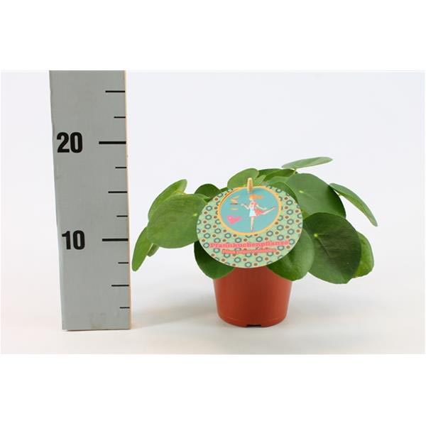 Pilea peperomioides