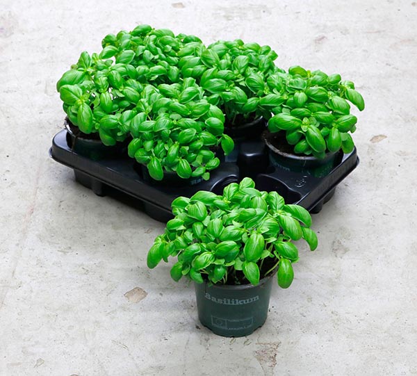 Ocimum basilicum Basilikum Bio