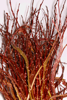 Schnitt. Drachenweide