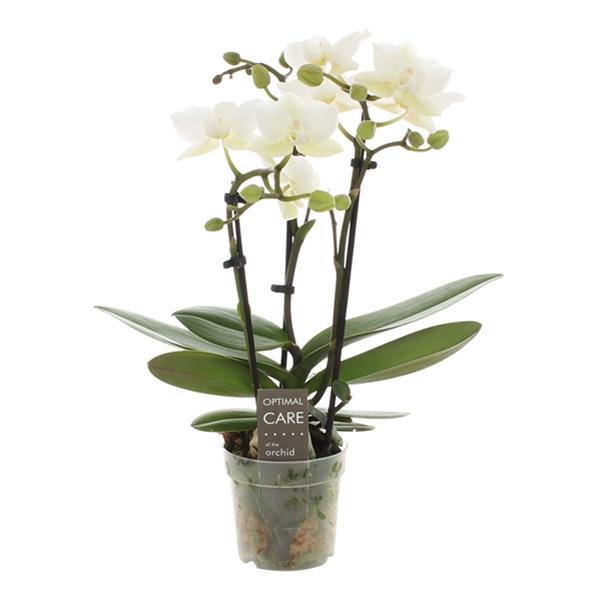 Phalaenopsis hybrida Sandra