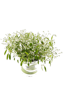 Euphorbia hybrida Diamond Frost