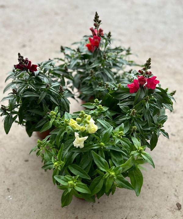 Antirrhinum majus Mixlage