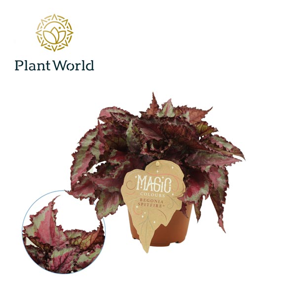 Begonia rex Spitfire