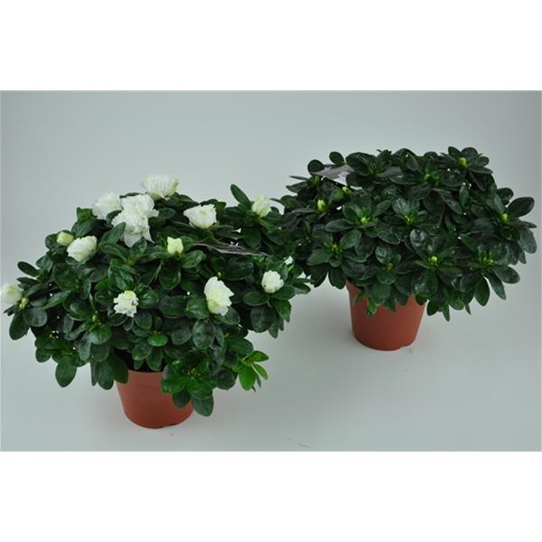Azalea simsii Troch Weiss