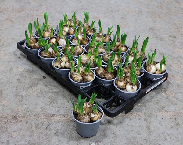 Narcissus pseudonarcissus Tete A Tete