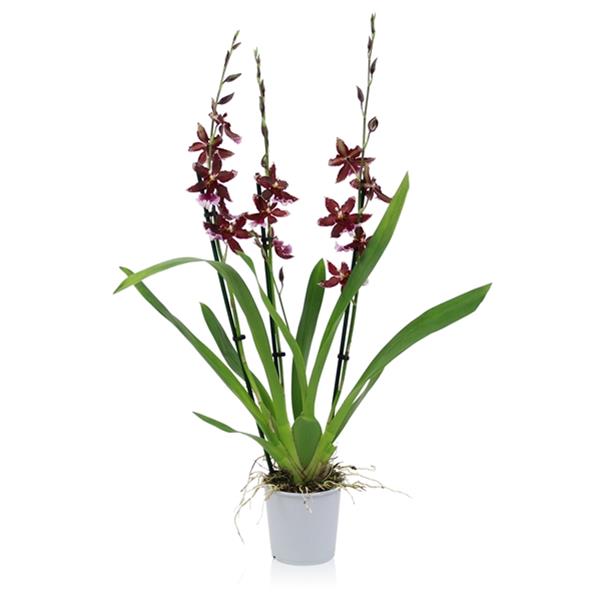 Cambria hybrida Barrocco