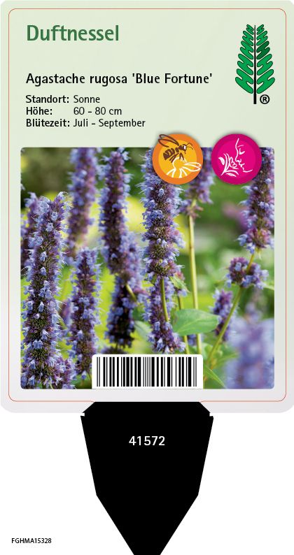 Agastache rugosa Blue Fortune
