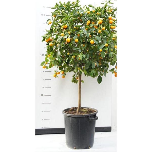 LG-PAKET Citrus Stamm 35