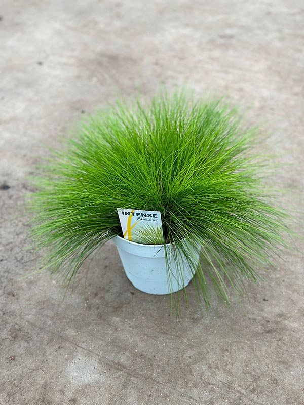 Deschampsia flexuosa Amilime