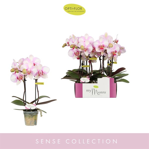 Phalaenopsis hybrida Mymonro Make Up