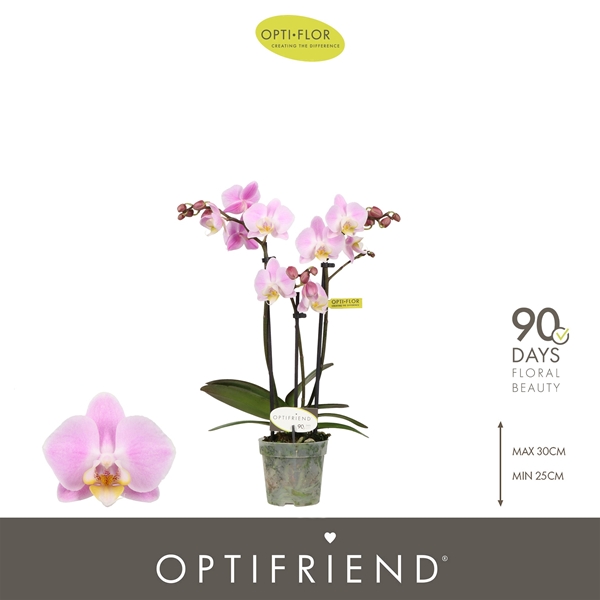 Phalaenopsis hybrida Fenna