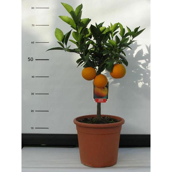 LG-PAKET Citrus Stamm 28