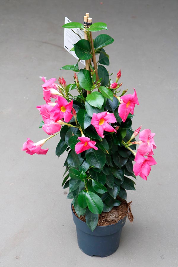 Dipladenia hybrida Pink Sundeville