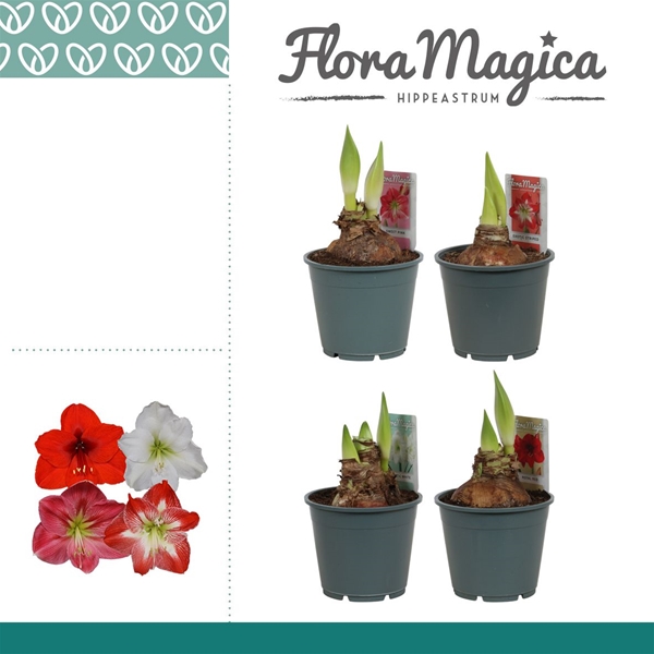 Amaryllis bella-donna Mix