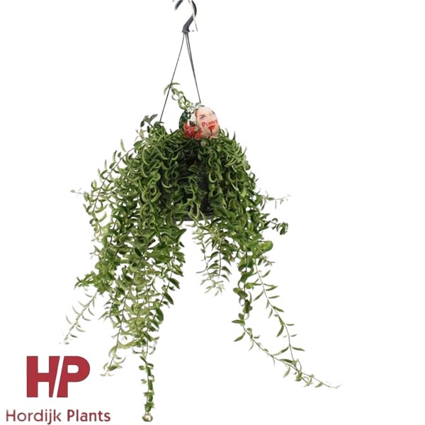 Aeschynanthus hybrida Twister