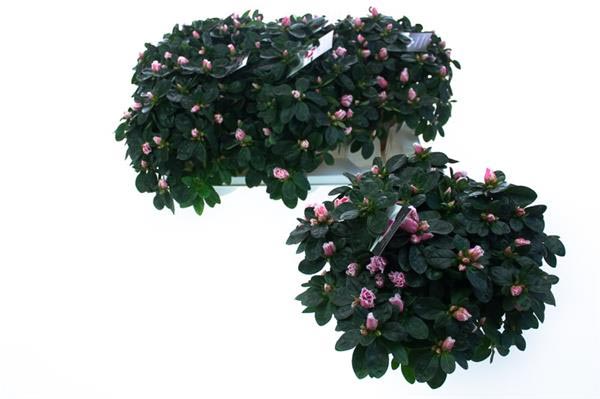 Azalea simsii Ilona Bunt