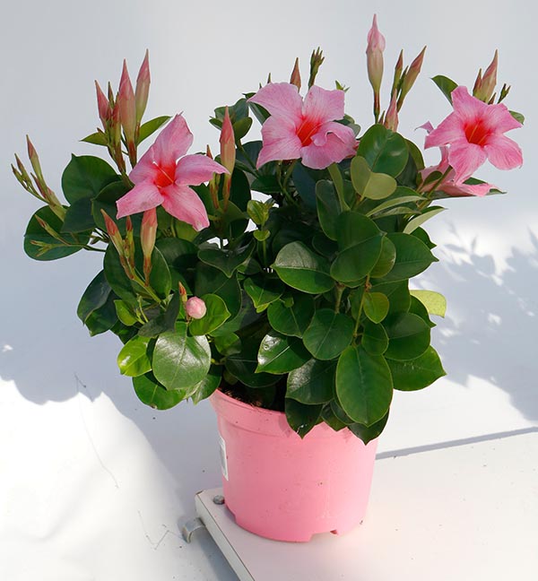 Dipladenia hybrida Cream Pink Sundeville