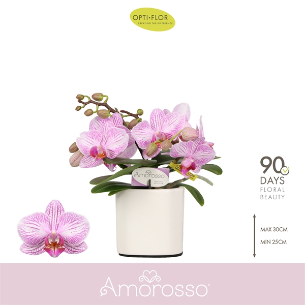 Phalaenopsis hybrida Amorosso Merlini In Piemonte White