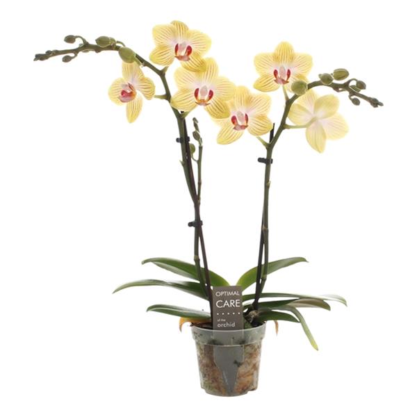 Phalaenopsis hybrida Stella
