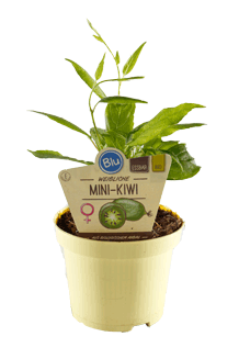 Actinidia arguta Bio-Kiwi Issai