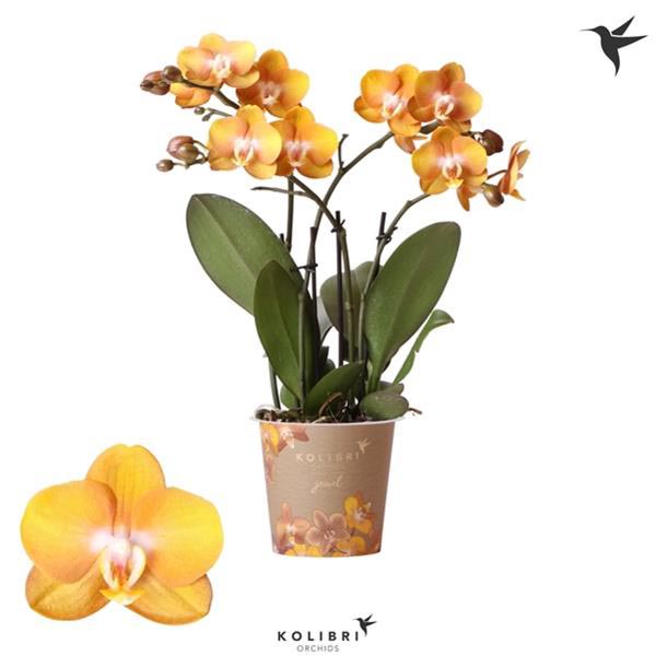 Phalaenopsis hybrida Jewel Las Vegas