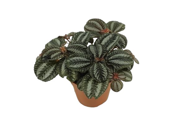 Pilea Norfolk