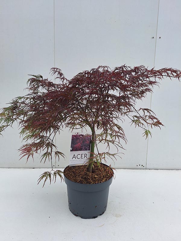 Acer palmatum Inaba-shidare