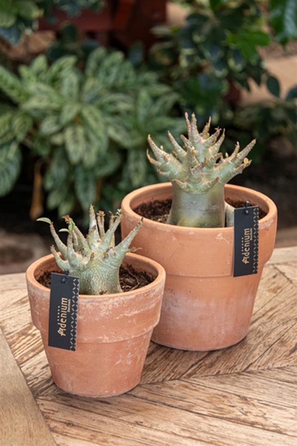 Adenium Ansu Baobab Terracotta