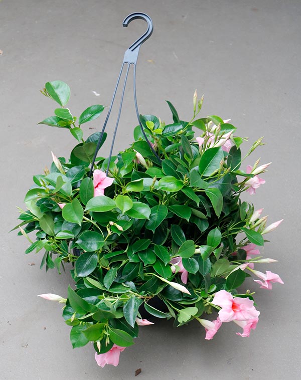 Dipladenia hybrida Cream Pink Sundeville