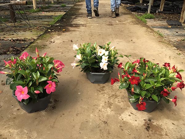 Dipladenia hybrida Schale Pink Sundeville