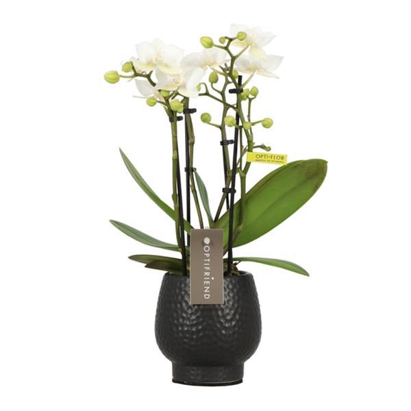 Phalaenopsis hybrida Sandra Abruzzo Keramik