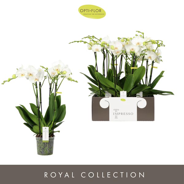 Phalaenopsis hybrida Impresso Mathilde 60cm