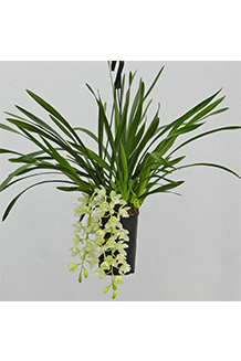 Cymbidium hybrida Ice cascade