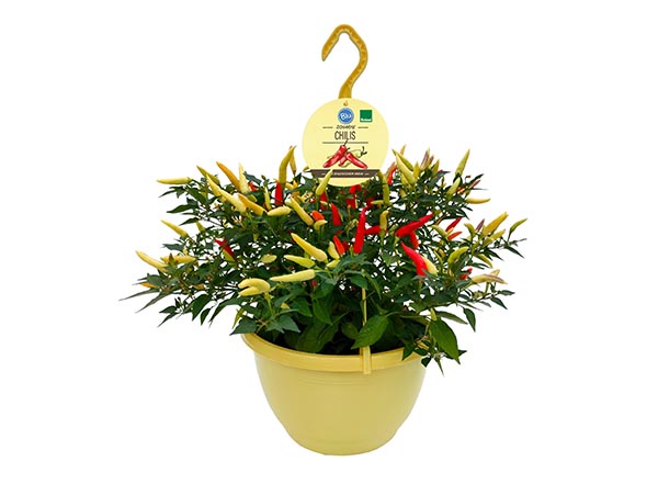 Capsicum annuum Bio-Chili