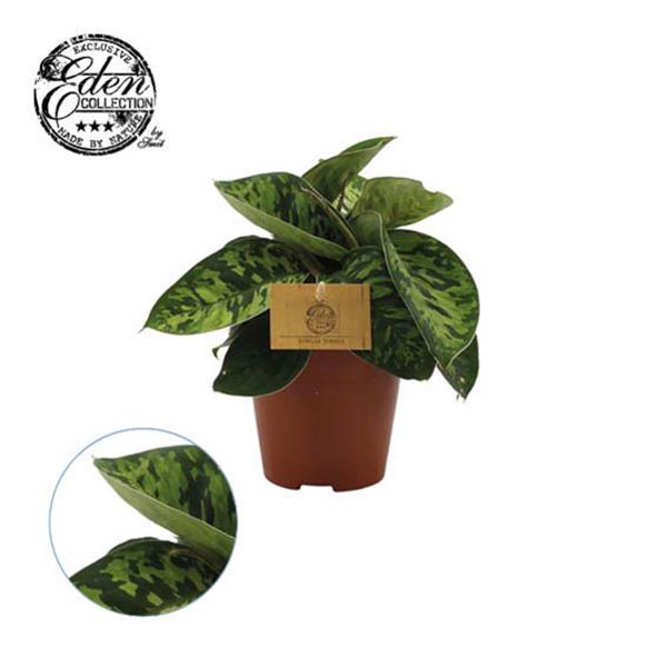 Homalomena hybrida Camouflage