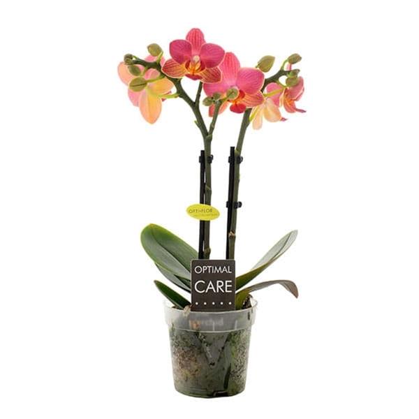 Phalaenopsis hybrida Gwen