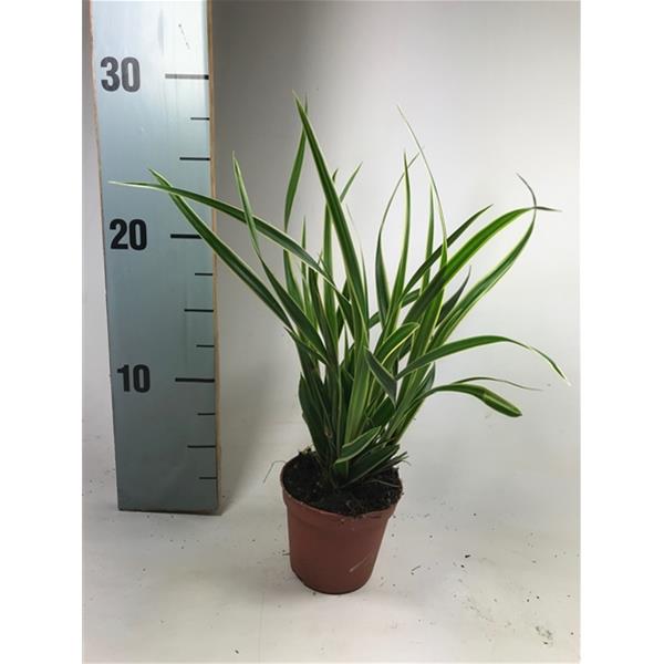 Carex morrowii Ice Dance