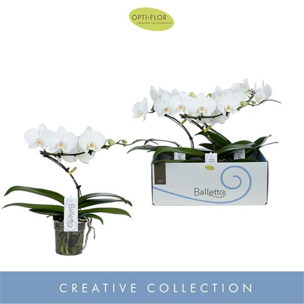 Phalaenopsis hybrida Balletto Wing