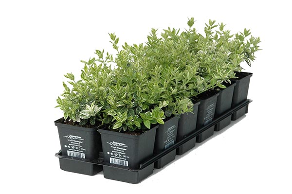 Euonymus fortunei Harlequin