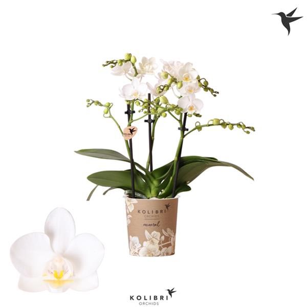 Phalaenopsis hybrida Multiflora Norway