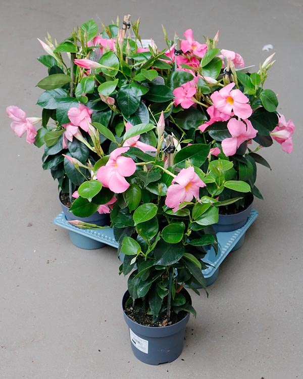 Dipladenia hybrida Cream Pink Sundeville