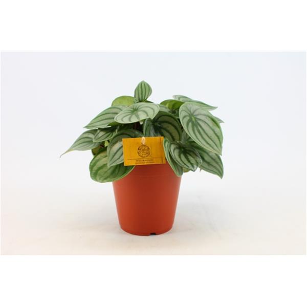 Peperomia argyreia