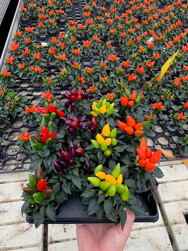 Capsicum annuum Mix