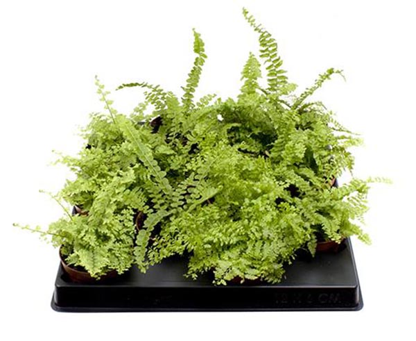 Nephrolepis exaltata MIX