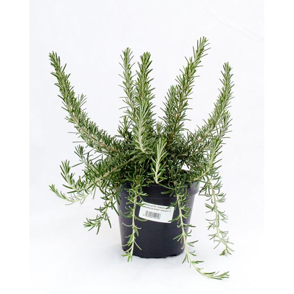 Rosmarinus officinalis Prostratus