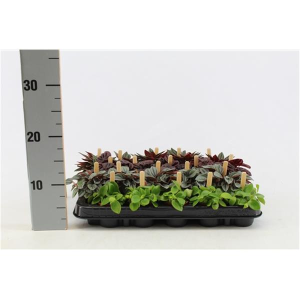 Peperomia caperata MIX