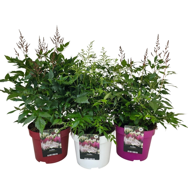 Astilbe arendsii Mixlage